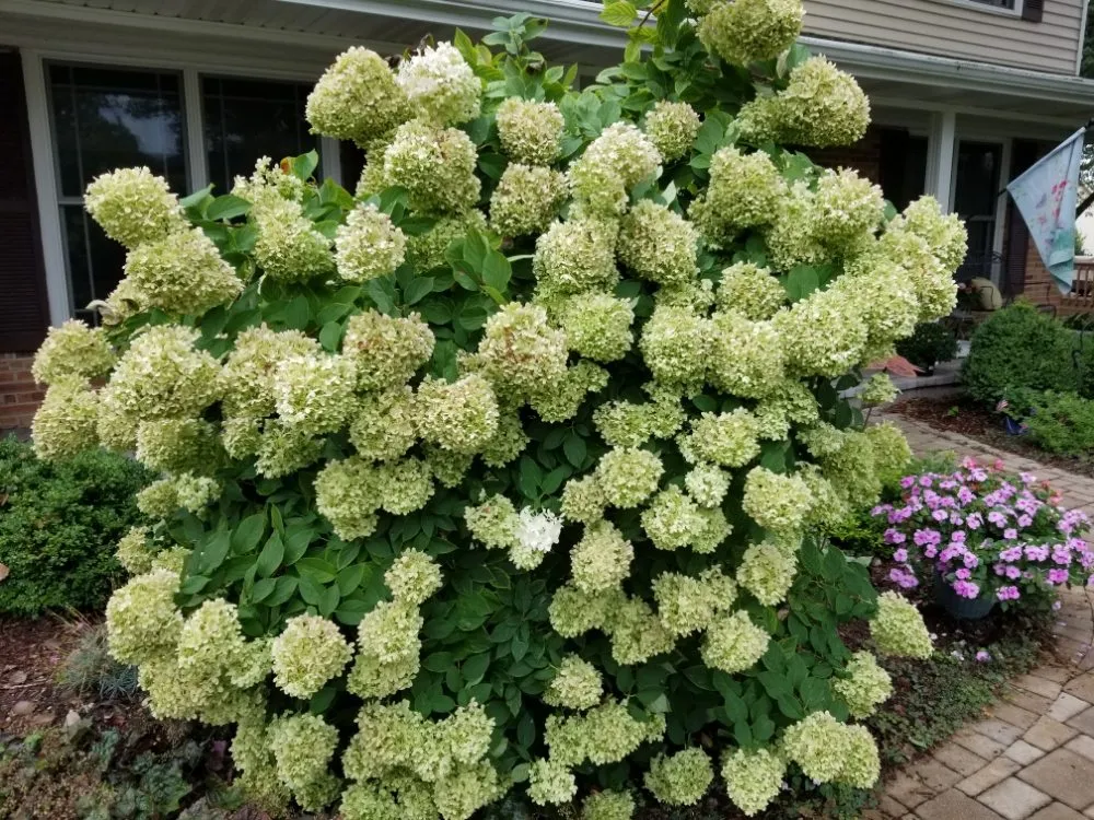 Professional yard maintenance experts serving Aurora, IL - Ever Green Tree Services & Landscaping