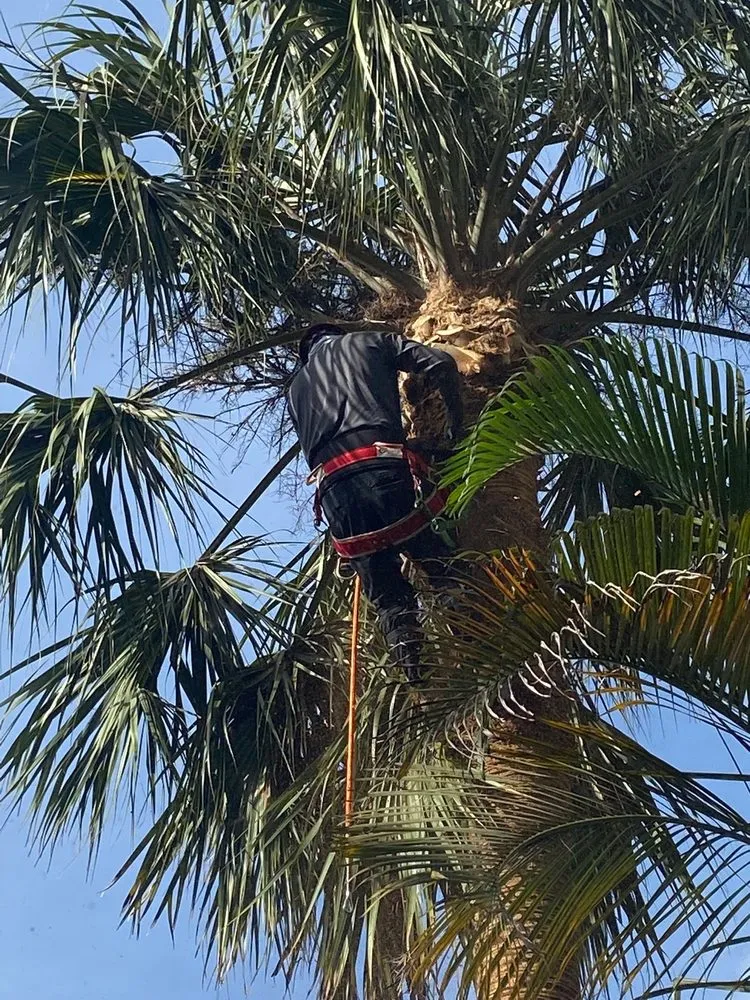 Expert landscape installation for residential properties across West palm beach, FL - Ever Landscaping