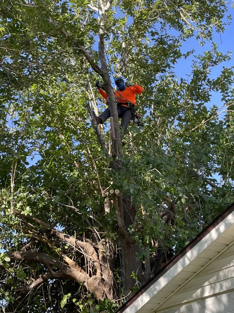 Trusted landscaping services in Phoenix, AZ - EverBloom Landscape