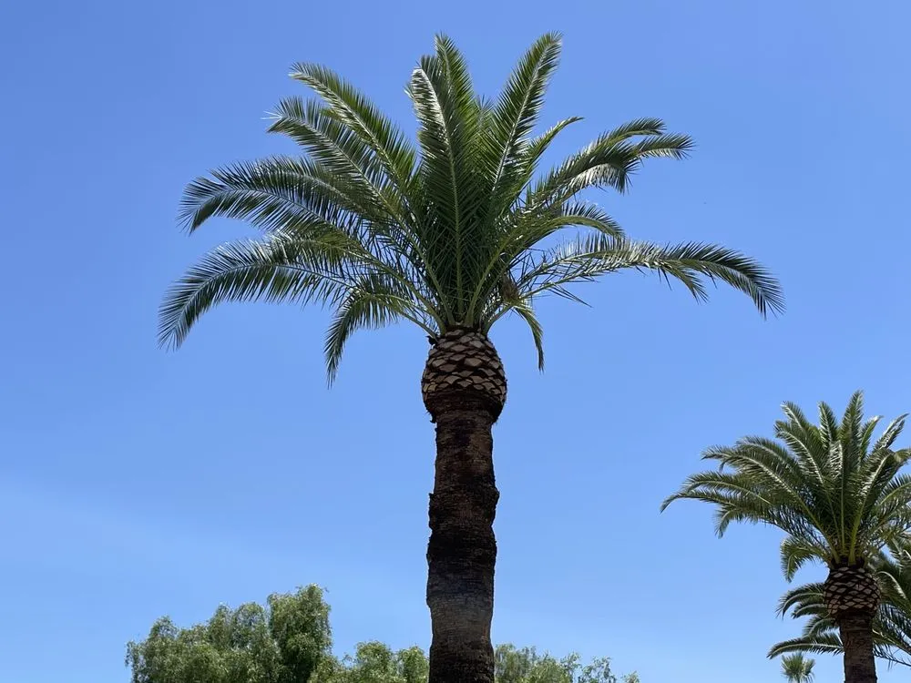 Affordable landscape design for year-round maintenance in Phoenix, AZ by EverBloom Landscape