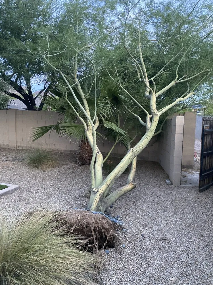 Local yard maintenance for beautiful yards across Phoenix, AZ - EverBloom Landscape