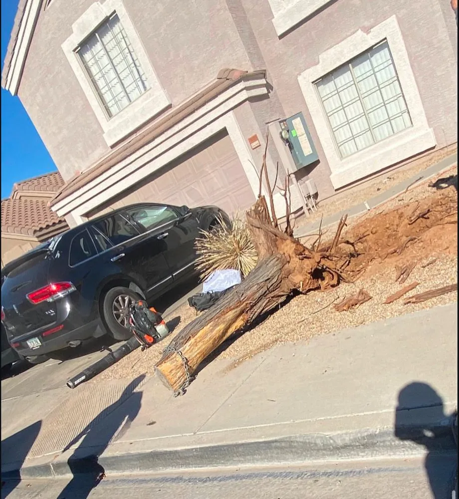 Top-rated yard maintenance experts serving Phoenix, AZ - EverBloom Landscape