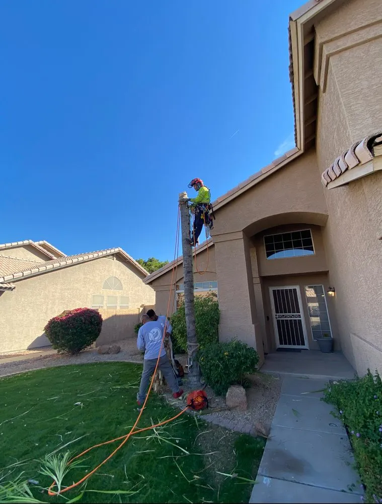 Expert lawn mowing service in Phoenix, AZ by EverBloom Landscape