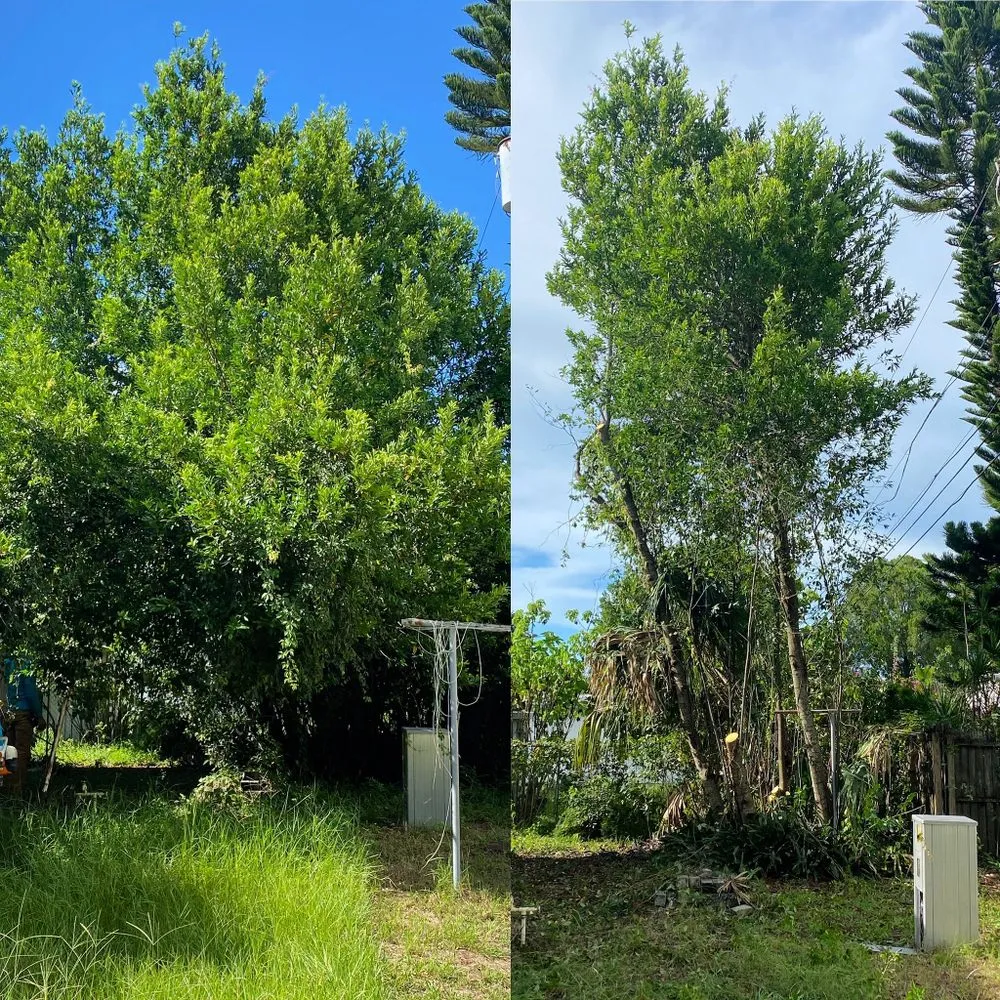 Reliable lawn care service in St. Petersburg, FL by Everest Tree Service