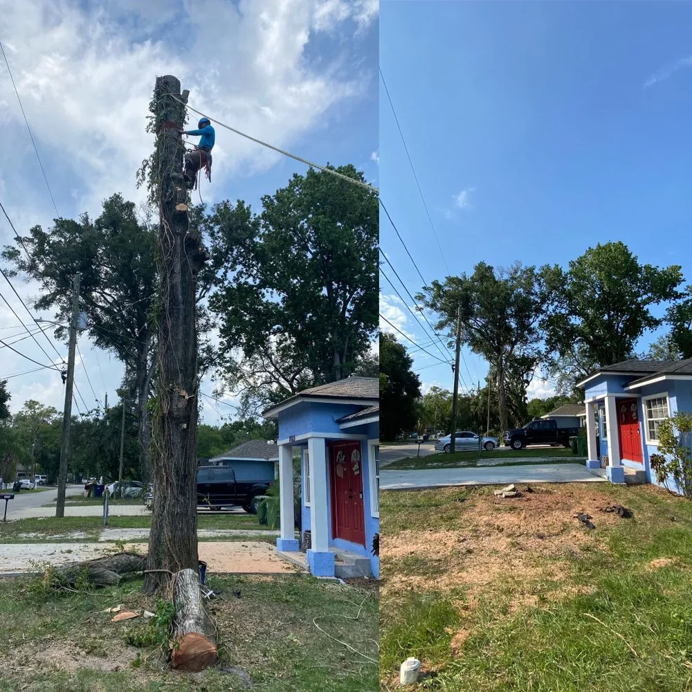 Professional landscape design for beautiful yards across St. Petersburg, FL - Everest Tree Service