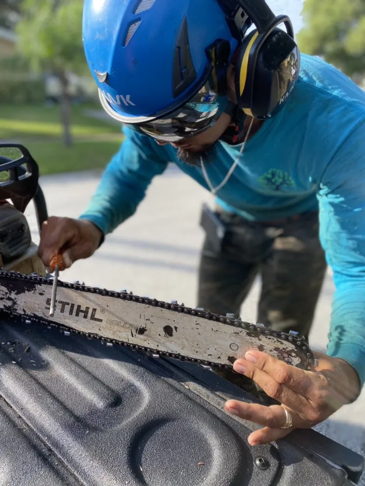 Reliable yard maintenance for residential properties across St. Petersburg, FL - Everest Tree Service