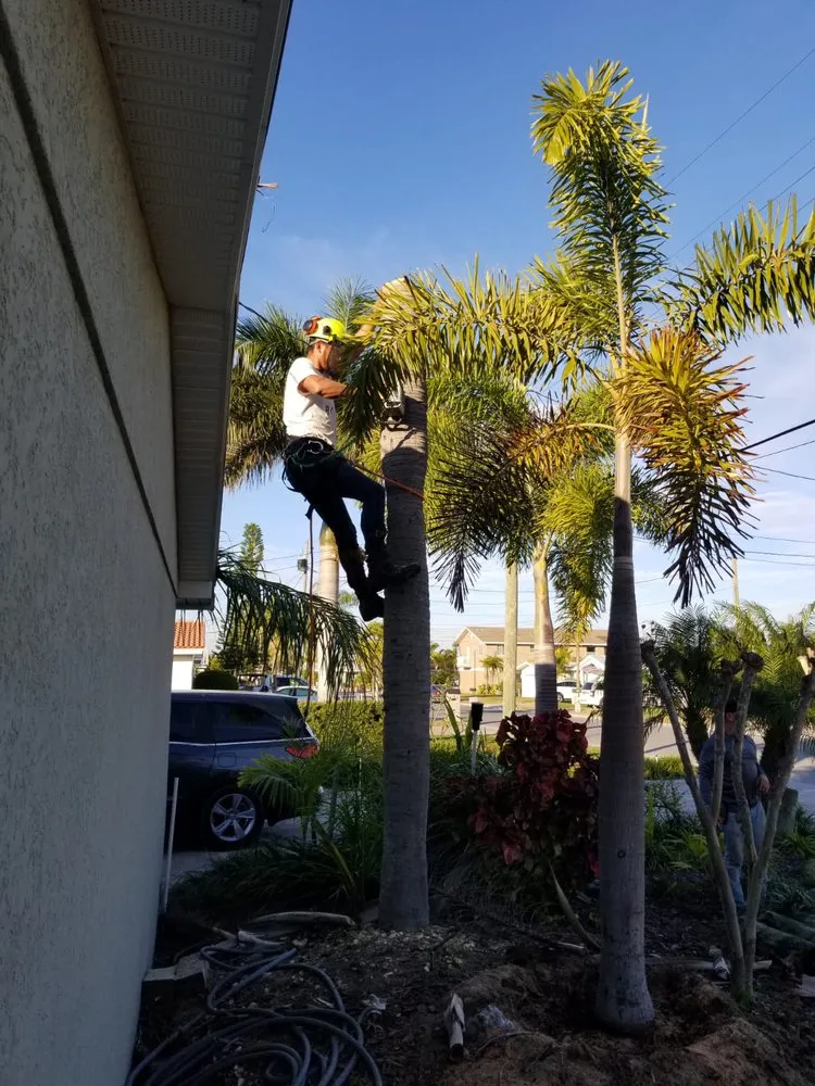 Local landscape design experts serving St. Petersburg, FL - Everest Tree Service