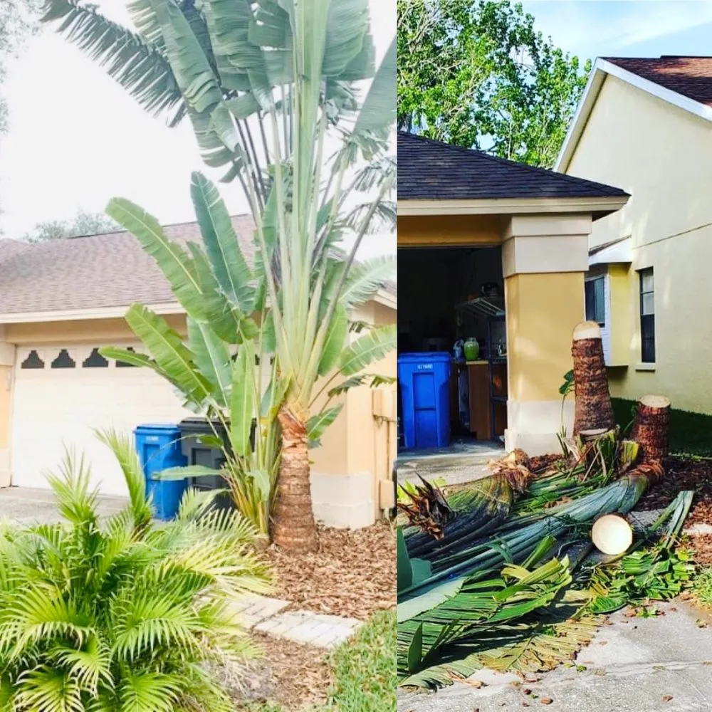 Custom landscaping services in St. Petersburg, FL by Everest Tree Service