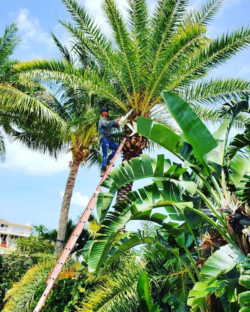 Affordable landscaping services for year-round maintenance across St. Petersburg, FL - Everest Tree Service