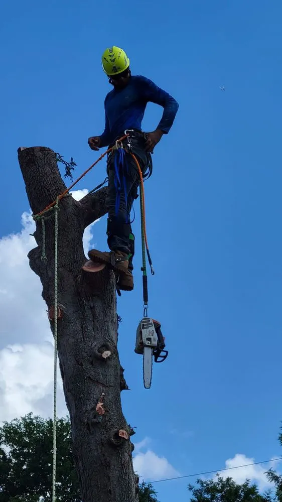 Local residential landscaping in St. Petersburg, FL - Everest Tree Service