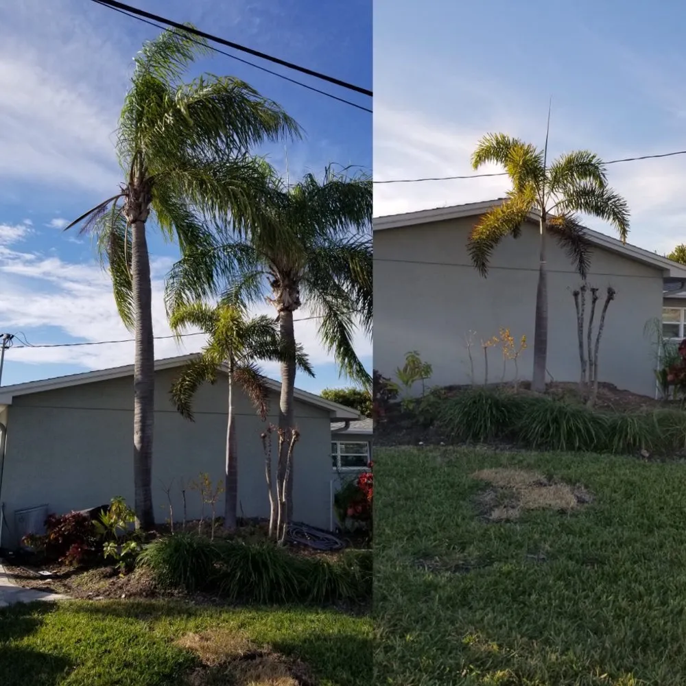 Expert lawn mowing service for year-round maintenance in St. Petersburg, FL by Everest Tree Service