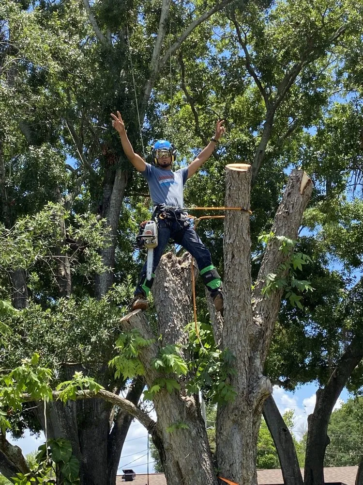 Expert residential landscaping in St. Petersburg, FL by Everest Tree Service