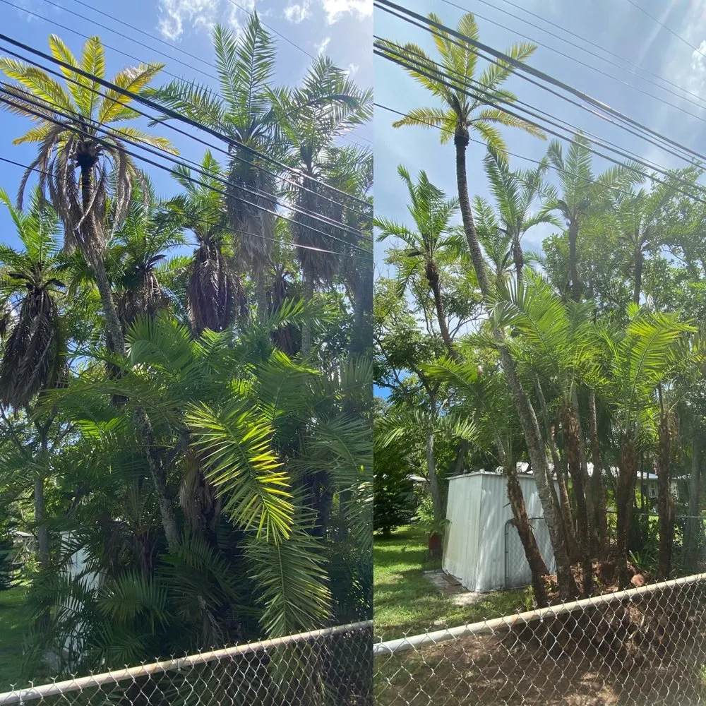 Affordable lawn care service for year-round maintenance across St. Petersburg, FL - Everest Tree Service