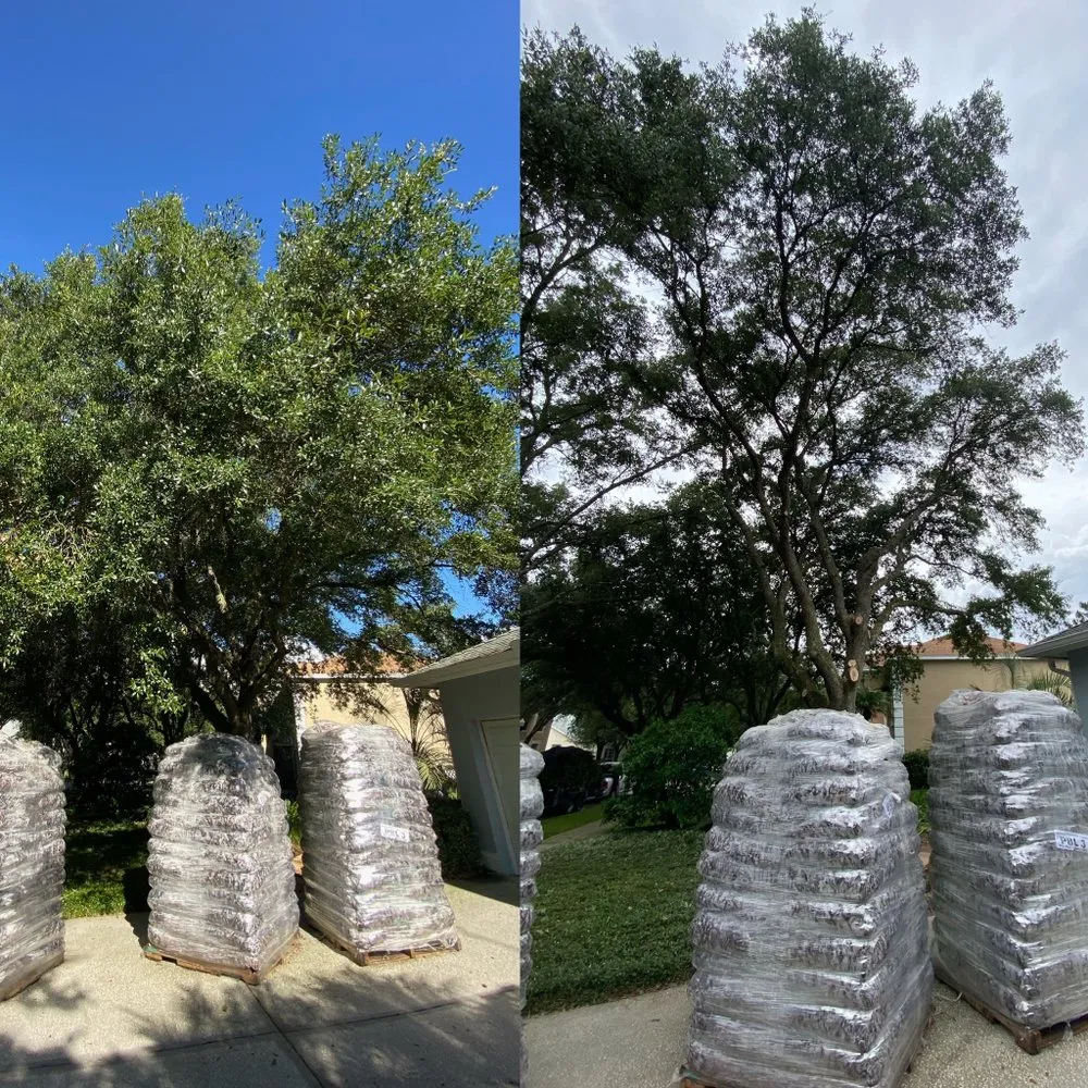 Trusted yard maintenance experts serving St. Petersburg, FL - Everest Tree Service