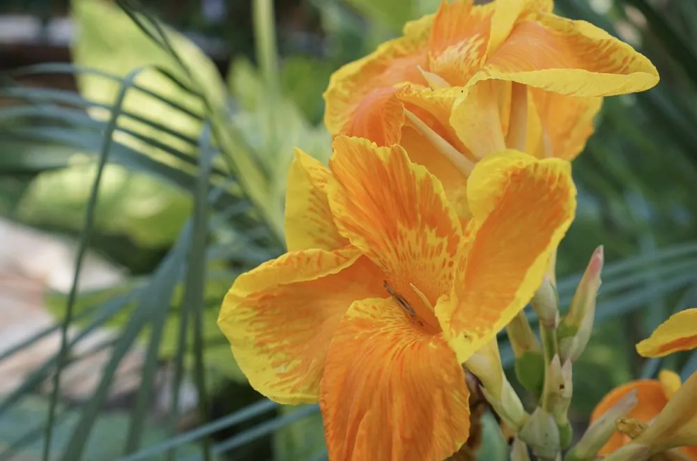 Custom residential landscaping in Grapevine, TX - Everett Landscaping