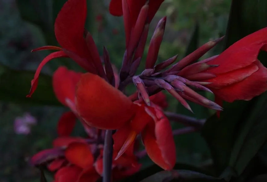 Local yard cleanup service experts serving Grapevine, TX - Everett Landscaping