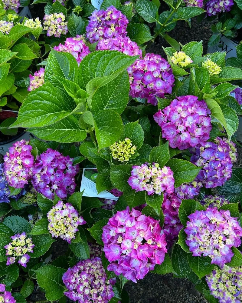 Local lawn mowing service in Byron Center, MI by Everett's Gardens