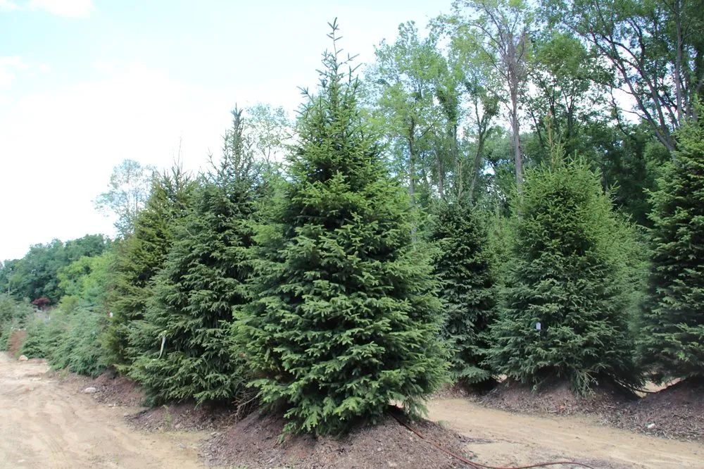 Affordable yard maintenance experts serving Byron Center, MI - Everett's Gardens