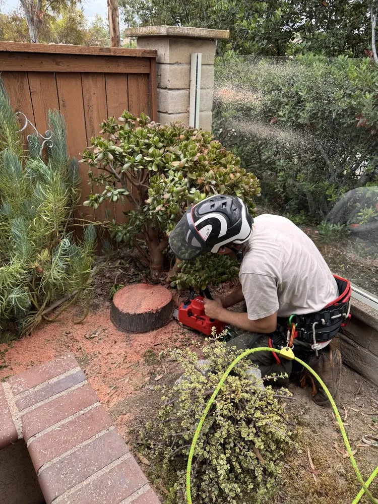 Expert landscape installation for homes across Chula Vista, CA - Evergreen Arbor & Landscape