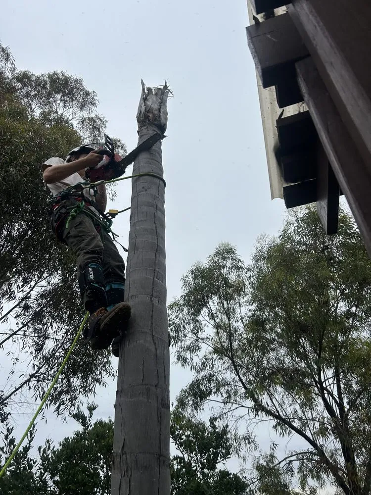 Top-rated yard cleanup service for year-round maintenance across Chula Vista, CA - Evergreen Arbor & Landscape
