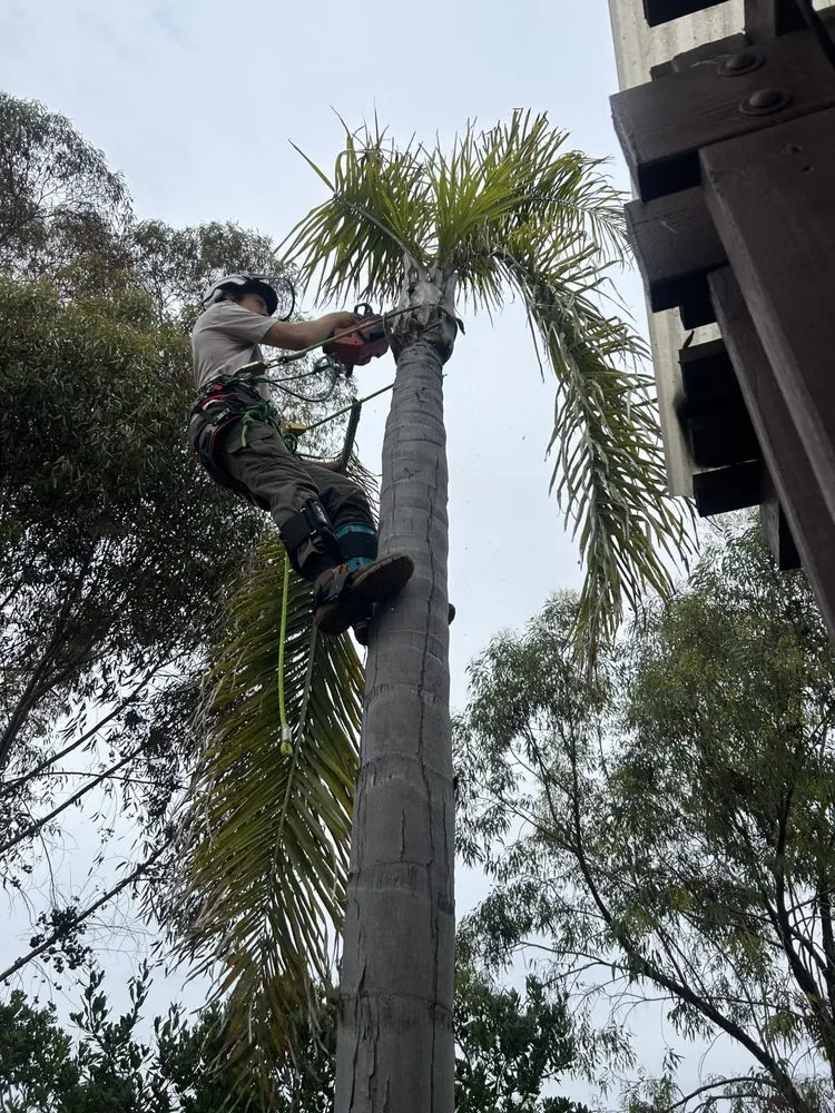 Professional garden landscaping for outdoor upgrades in Chula Vista, CA by Evergreen Arbor & Landscape