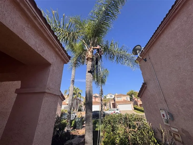 Reliable garden landscaping experts serving Chula Vista, CA - Evergreen Arbor & Landscape