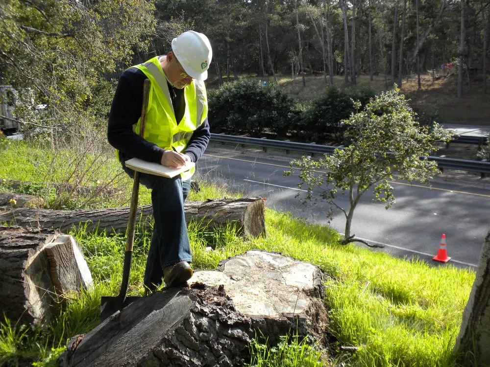 Local yard cleanup service experts serving Los Angeles, CA - Evergreen Arborist Consultants