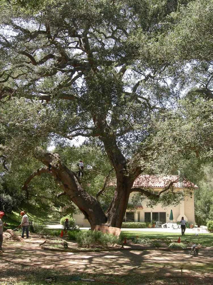 Top-rated landscape installation for beautiful yards in Los Angeles, CA by Evergreen Arborist Consultants