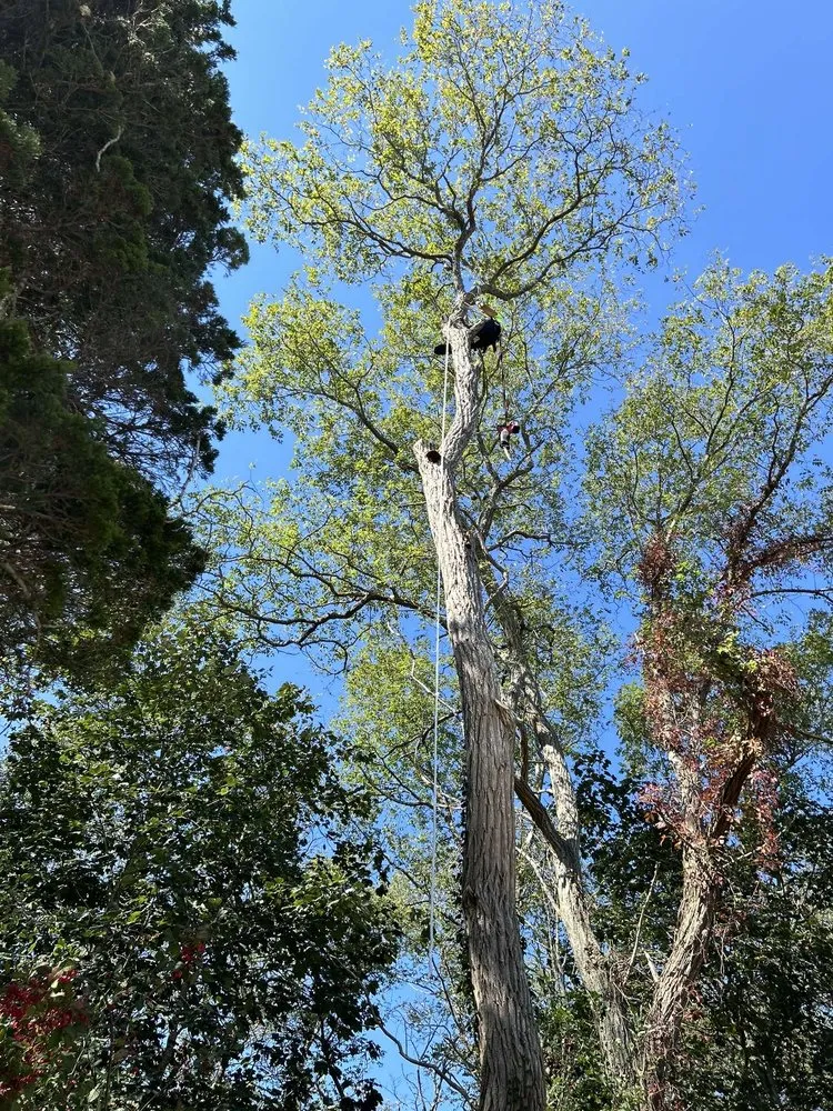 Reliable yard cleanup service for homes across South Yarmouth, MA - Evergreen Duo Services