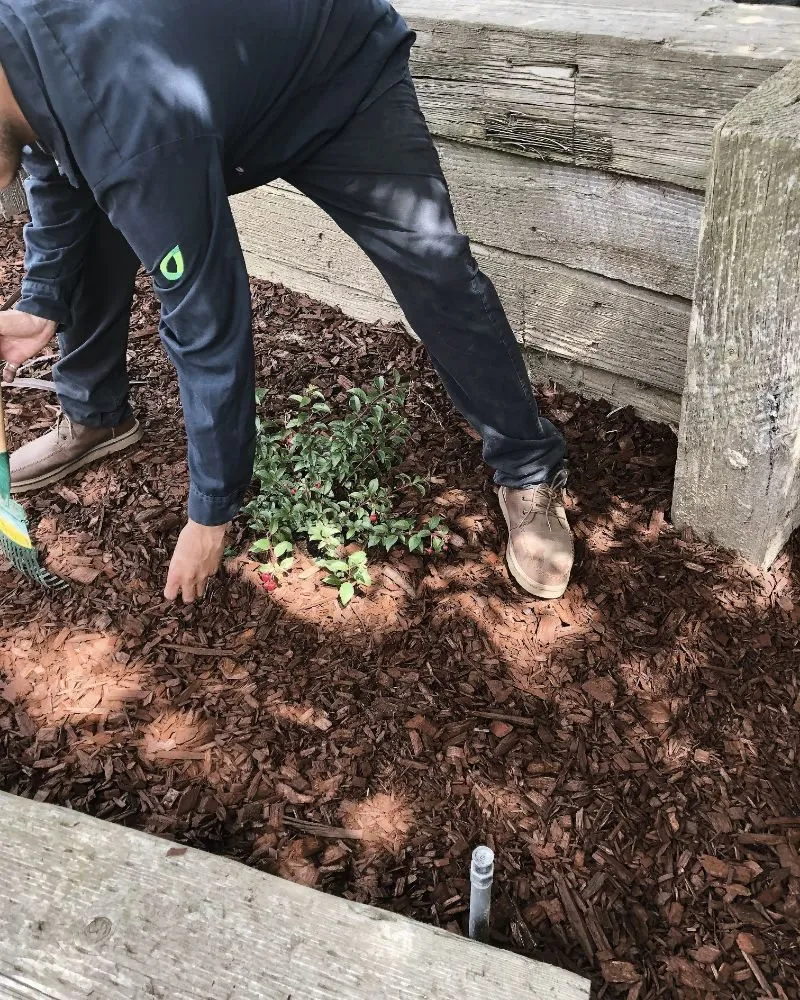 Expert landscape installation in Los Angeles, CA by Evergreen Gardening & Maintenance