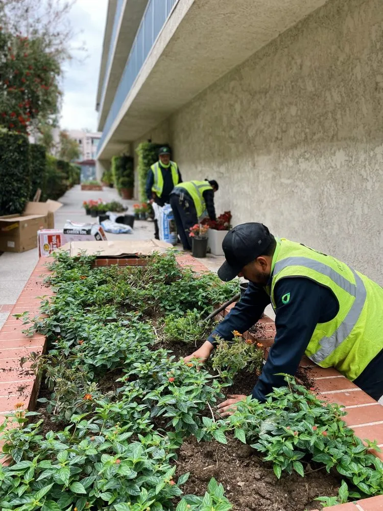 Local garden landscaping for year-round maintenance in Los Angeles, CA by Evergreen Gardening & Maintenance