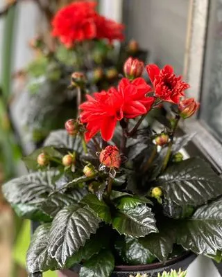 Evergreen Gardening Logo