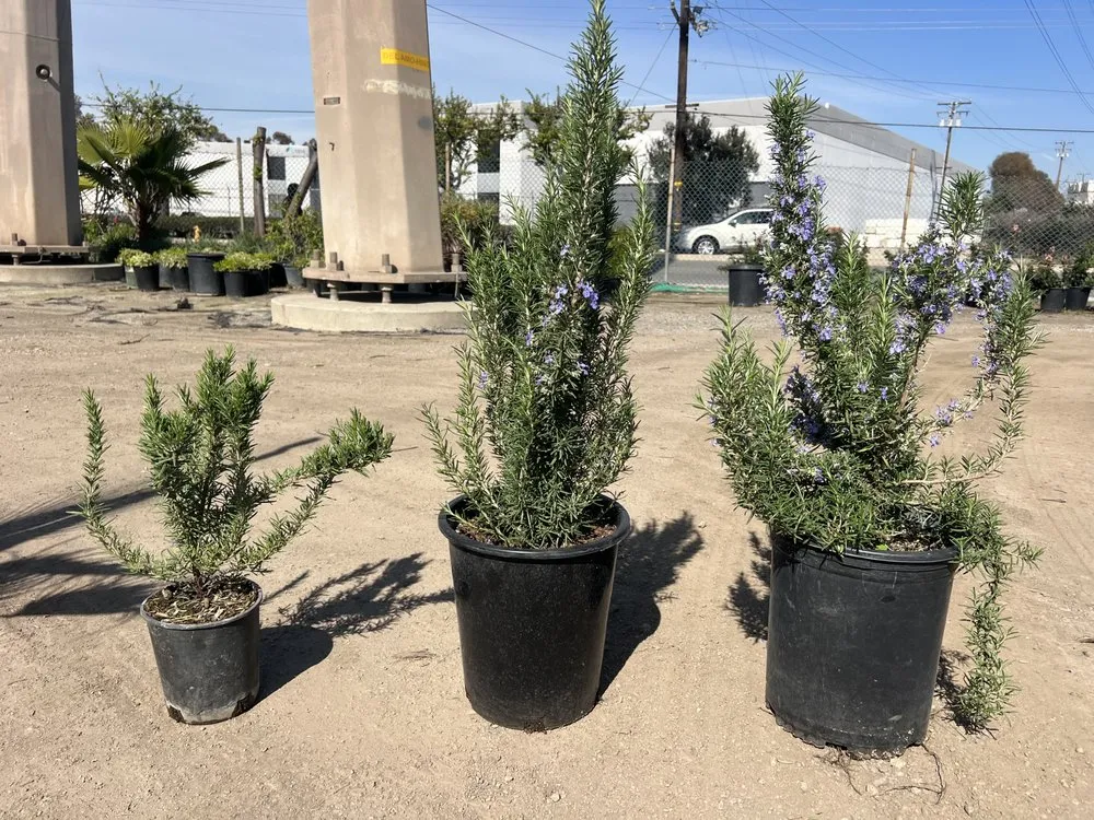 Expert garden landscaping in Long Beach, CA - Evergreen Gardening Service