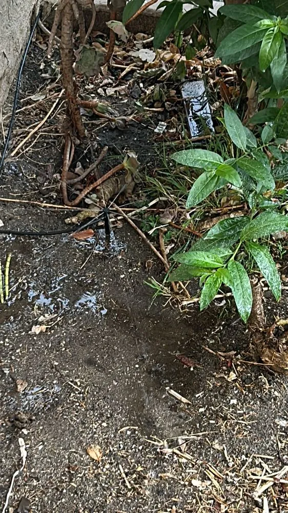 Local yard maintenance experts serving Long Beach, CA - Evergreen Gardening Service