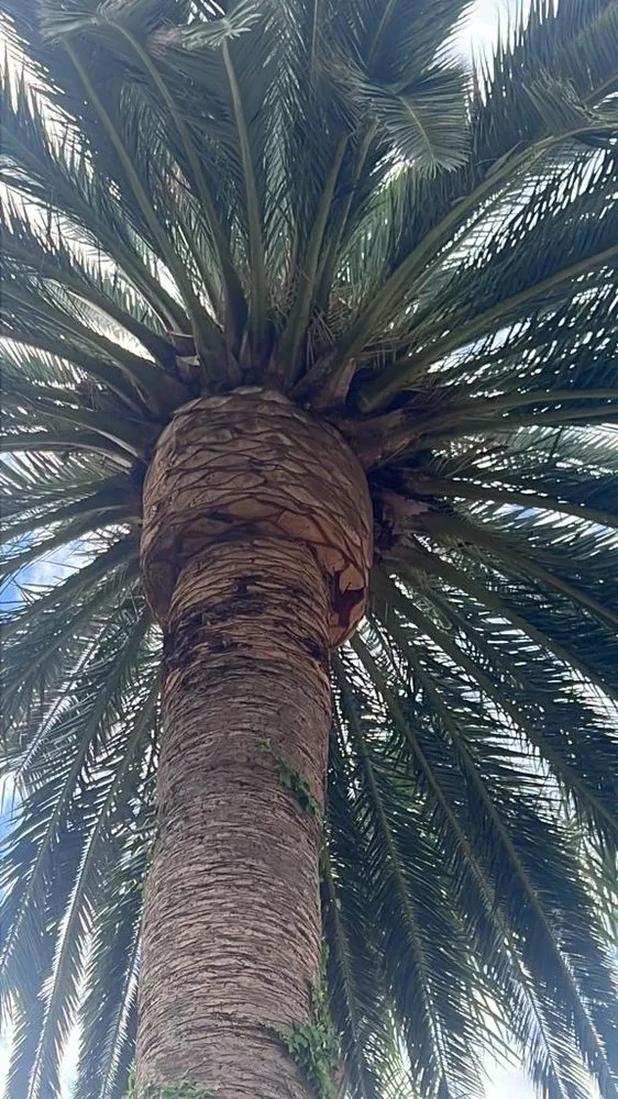 Professional landscaping services in Long Beach, CA by Evergreen Gardening Service