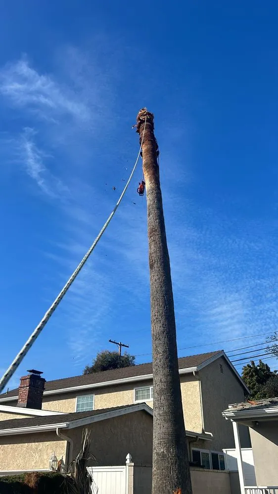 Expert landscape design experts serving Long Beach, CA - Evergreen Gardening Service