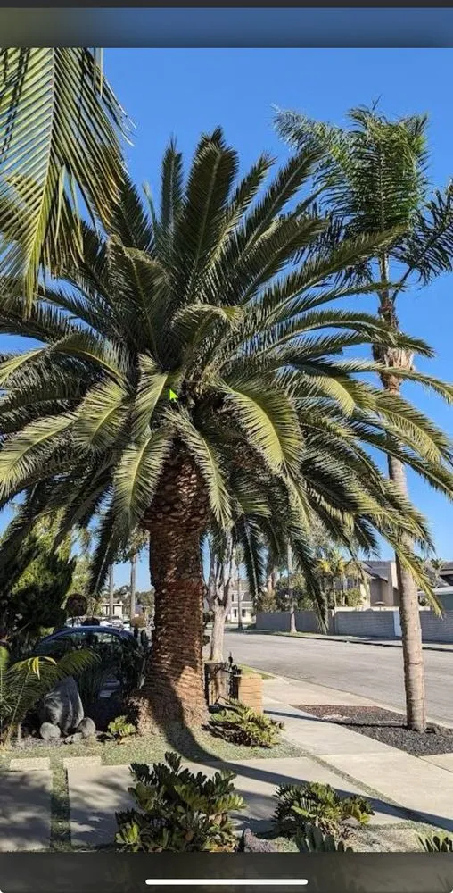 Affordable lawn mowing service in Long Beach, CA - Evergreen Gardening Service