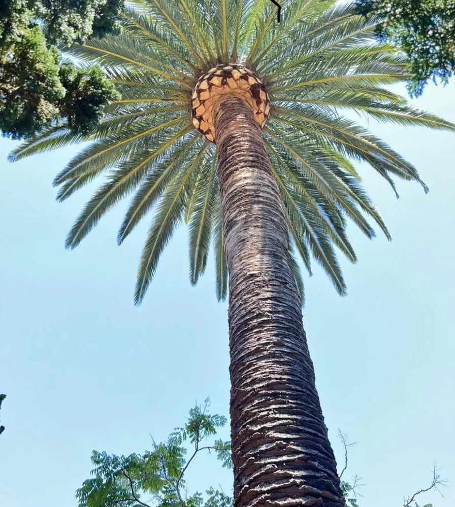 Top-rated outdoor landscaping in Long Beach, CA - Evergreen Gardening Service