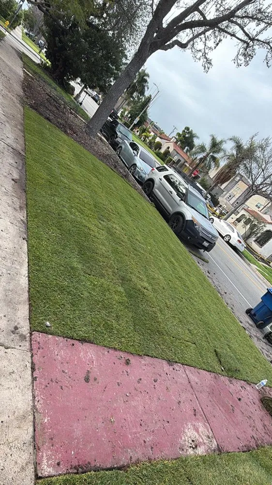 Expert yard maintenance for outdoor upgrades across Long Beach, CA - Evergreen Gardening Service