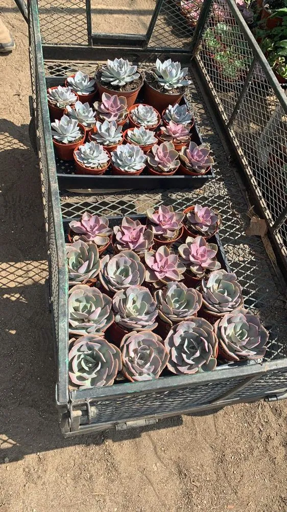 Trusted outdoor landscaping for homes in Rialto, CA by Evergreen Gardens Landscape