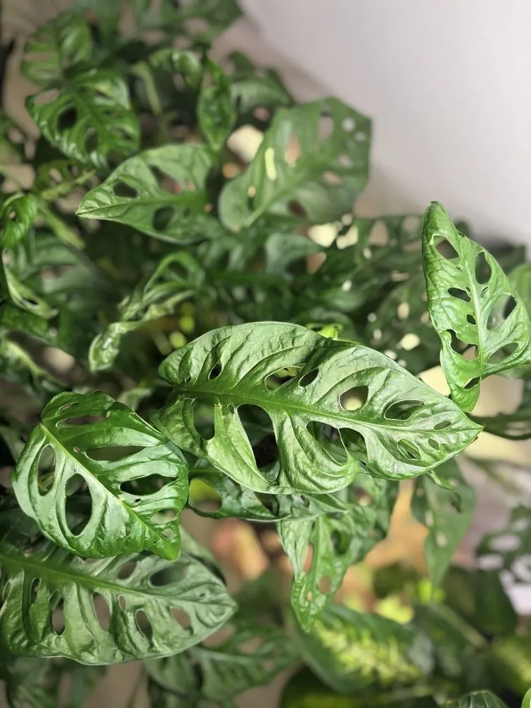 Trusted garden landscaping in Glen Burnie, MD - Evergreen Gene's