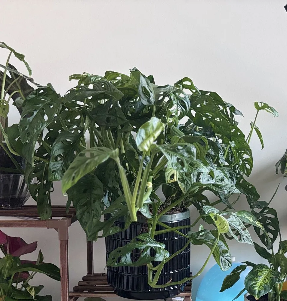 Local yard maintenance for beautiful yards in Glen Burnie, MD by Evergreen Gene's