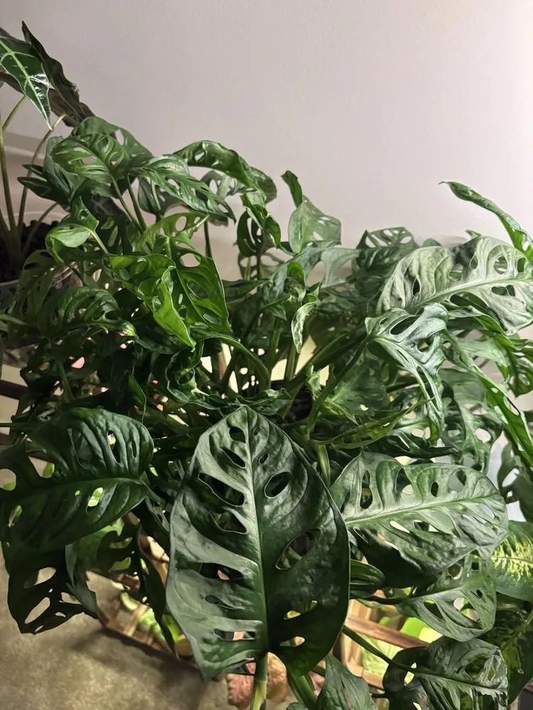 Local yard maintenance in Glen Burnie, MD - Evergreen Gene's