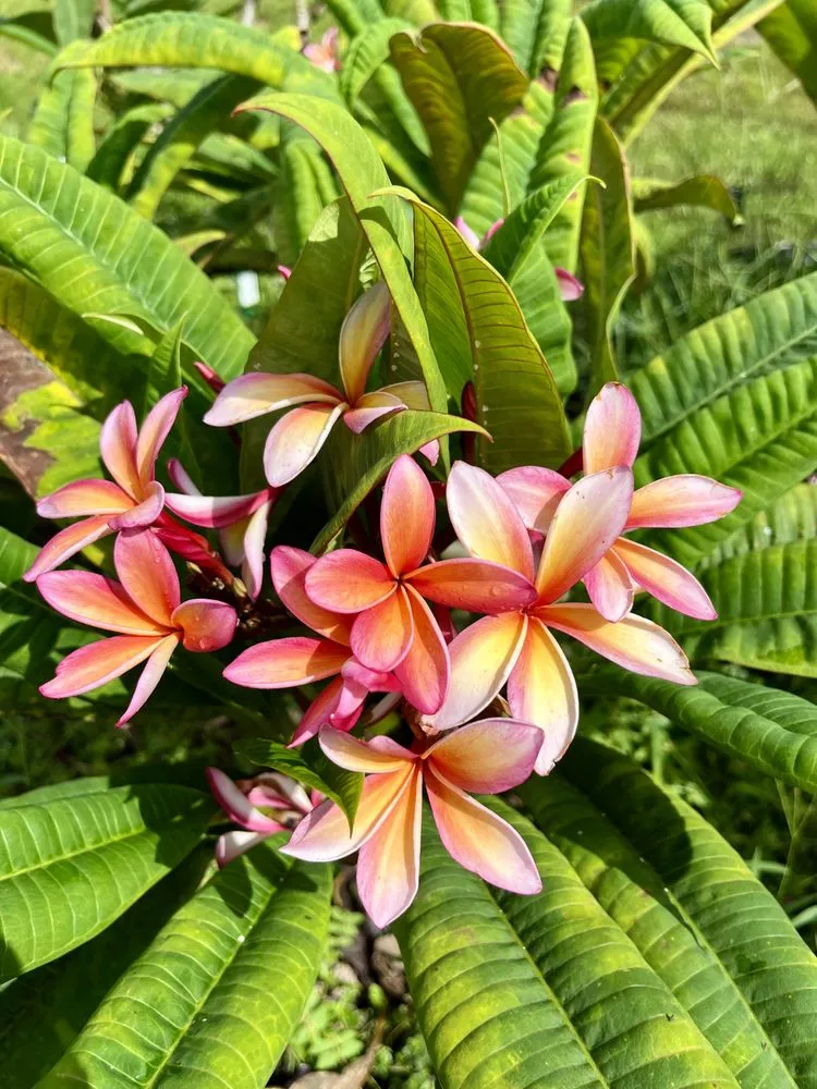 Professional lawn mowing service in Big Pine Key, FL - Evergreen Islands