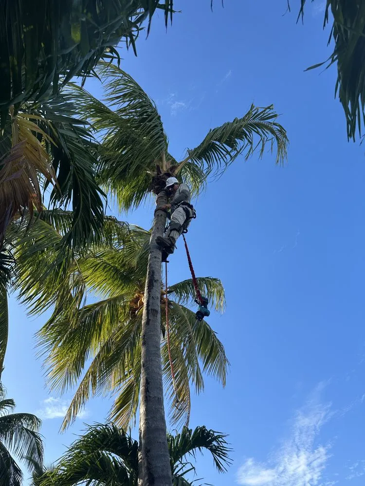 Reliable yard maintenance in Big Pine Key, FL - Evergreen Islands