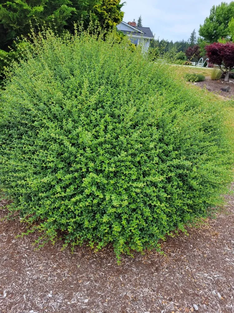 Custom landscape installation near you in Ridgefield, WA by Evergreen Land Maintenance