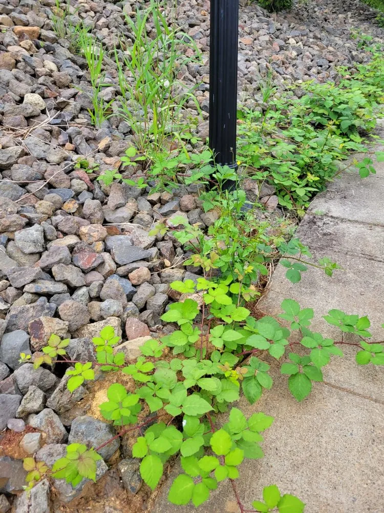 Affordable residential landscaping for year-round maintenance across Ridgefield, WA - Evergreen Land Maintenance