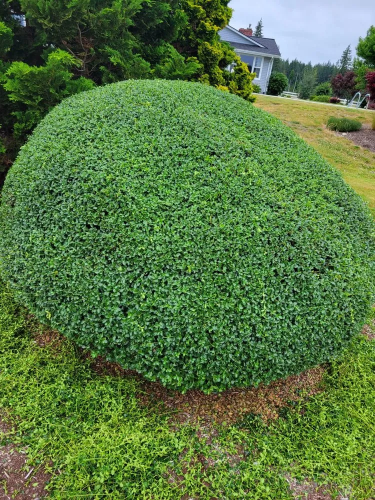 Top-rated lawn care service in Ridgefield, WA - Evergreen Land Maintenance