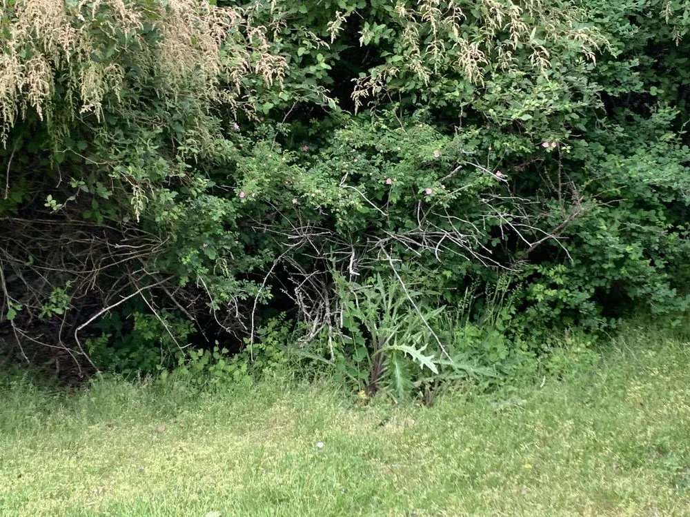 Reliable yard maintenance in Oak Harbor, WA by Evergreen Landscape & Construction