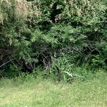 Reliable lawn mowing service for beautiful yards in Oak Harbor, WA by Evergreen Landscape & Construction